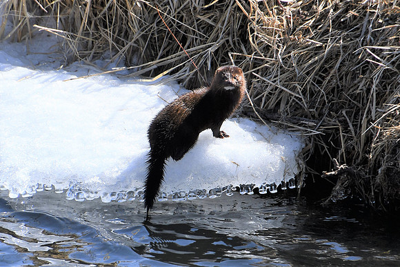 Mink_2948