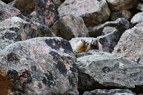 Baby marmots_5457