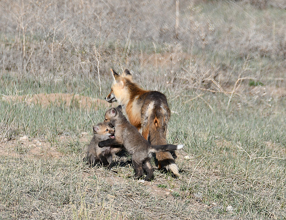 Fox Kits_1588