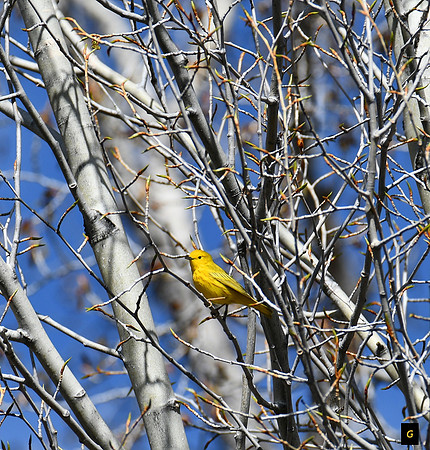 Warbler