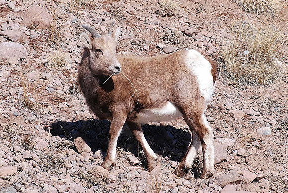 bighorn I ate the rose..._0667