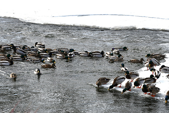 A Flock_2155