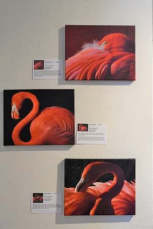 Flamingos_9165