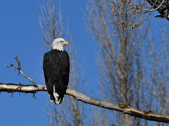 Bald Eagle_8800