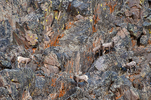Bighorn Sheep_8837