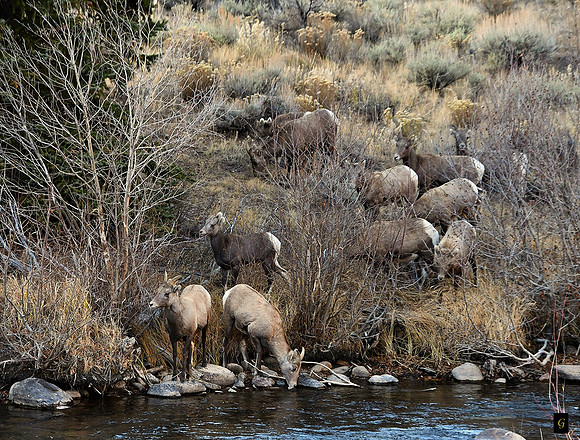 Bighorns at the River_9375 G
