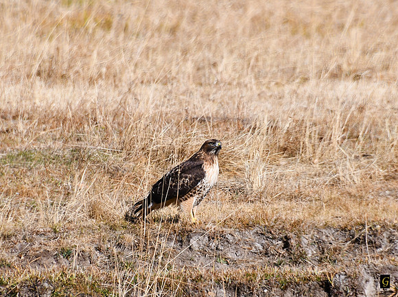 Meadow Hawk_8090 G