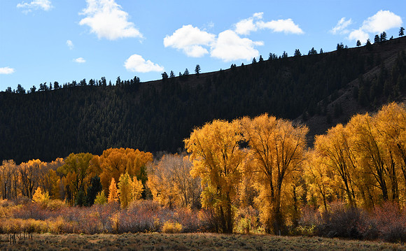 Golden Glow_5511