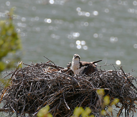 Two Osprey Chicks_7578