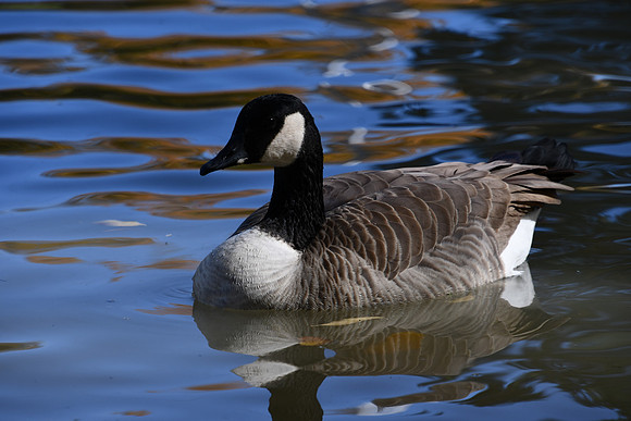 Canadian Goose_8374