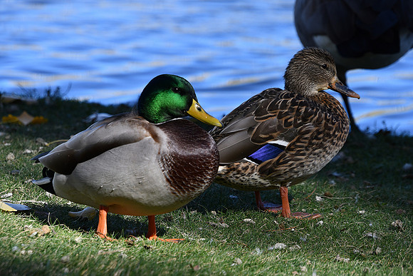 Duck Pair_8368