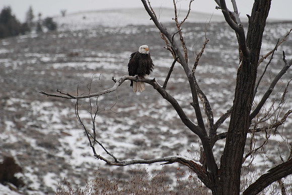 Eagle ruffled fluffing _0383