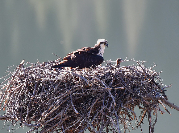 Peering out of the Nest_6482
