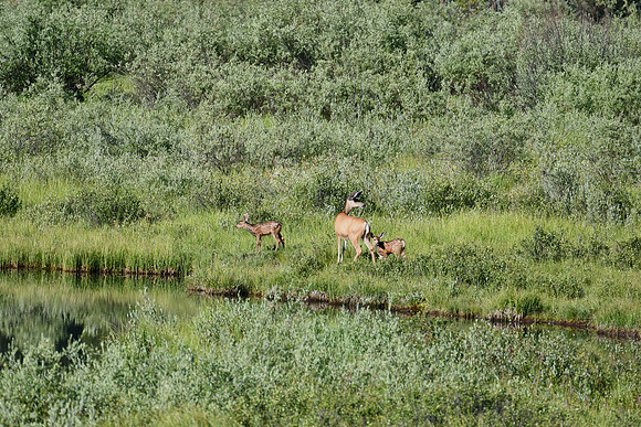 Twins in the Wild_8754