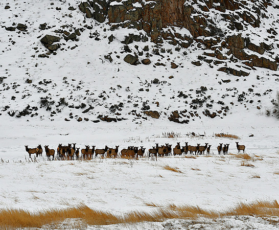 Elk along the frozen Gunnison River_0239