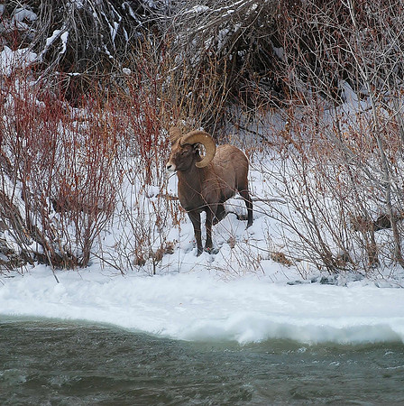 bighorn_0809