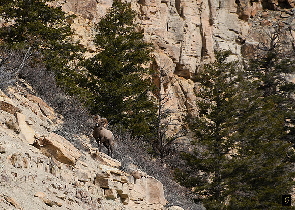 Colorado King _1339