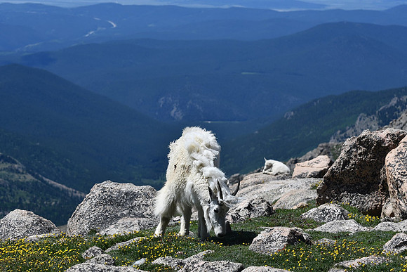 Wild Mtn Goats