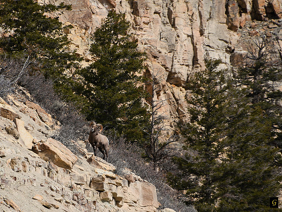 Colorado_1339   G