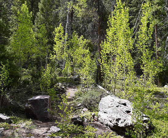 Forest Trail to Adventure_0566