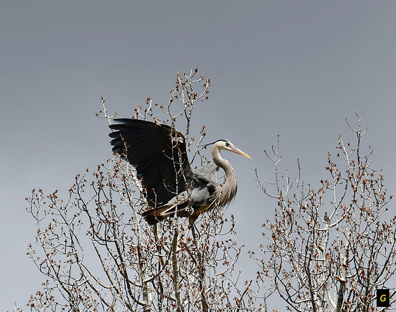 Great Blue Heron Landing