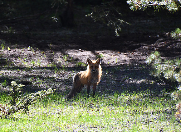 In The Shadows_4929