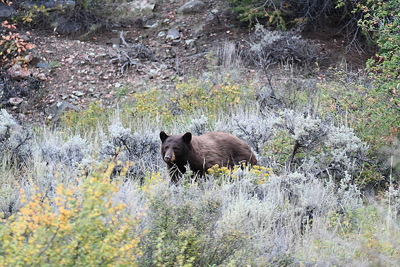 Black Bear Wilson Mesa, Telluride, CO_0102