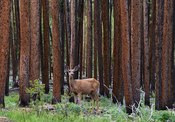 Red Woods_9145