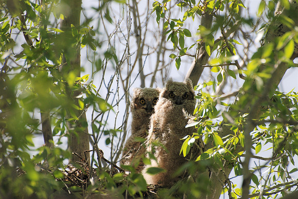 Owlets Nesting _0137