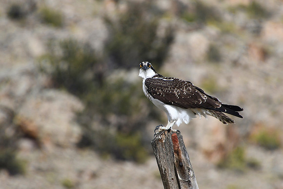Awesome Osprey_7908