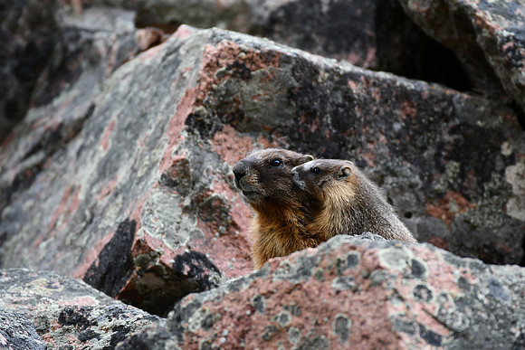 Marmots Grooming_5898