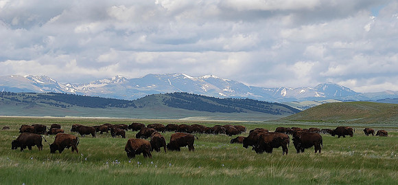 Buffalo Home on the Range 6.10