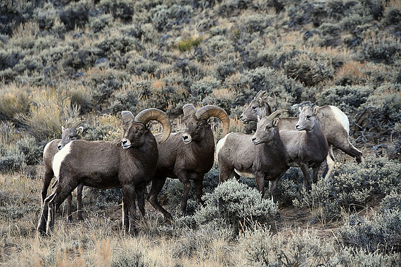 Remarkable Herd_3765