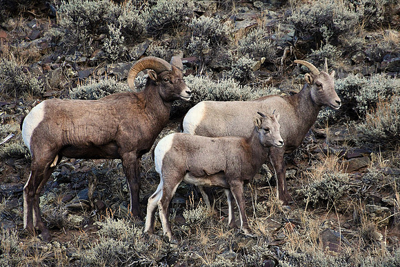 A Family Group_4344