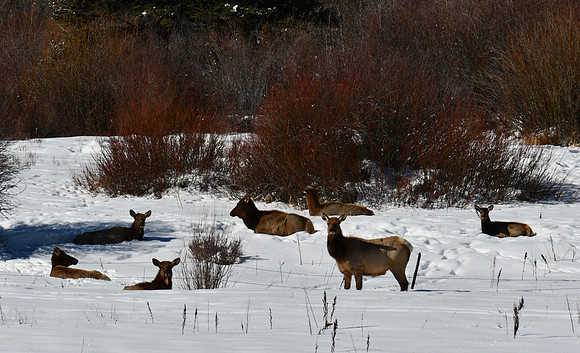 3 Elk_5735