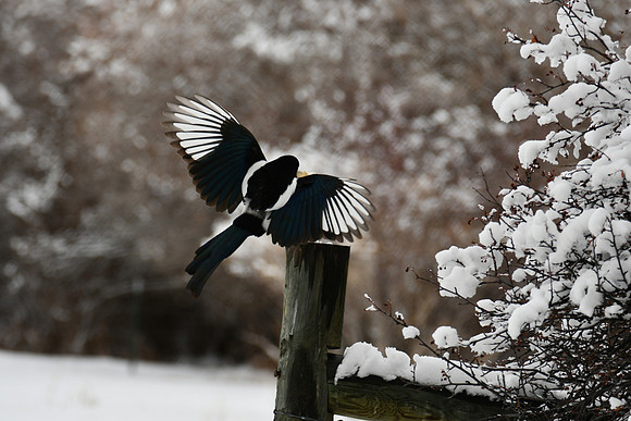 1 magpie_5632