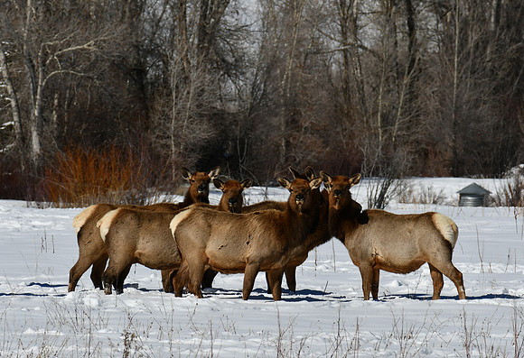 18 Elk at fish hatchery_5997