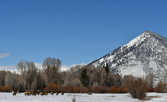 20 Elk at fish hatchery_6104