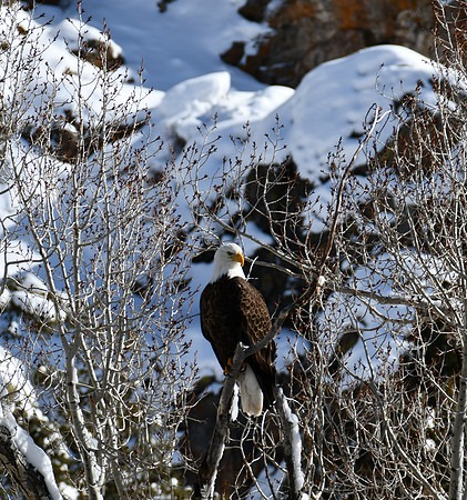 21 Eagle at Bridge _5907