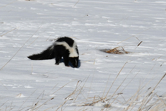 22 Skunk at airport_5870