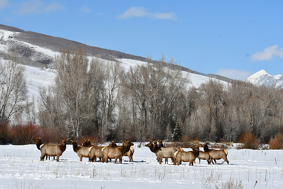 17 Elk at fish Hatchery_6061