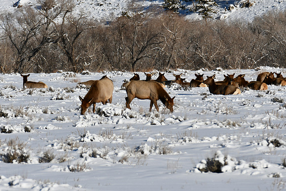 25 elk along hwy 135_6276