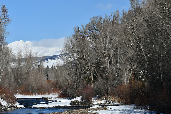 19 Eagle on the Gunnison at Fish Hatchery_5737