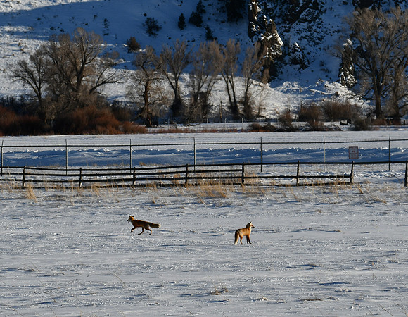 26 fox mates near airport_6300