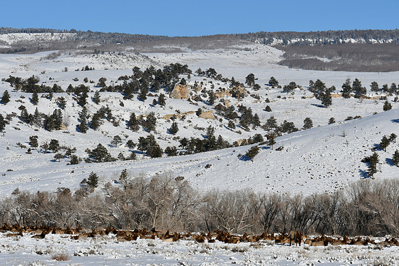 24 Elk along hwy 135_6264
