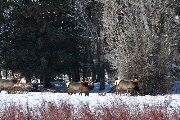 23 elk in woods_6136