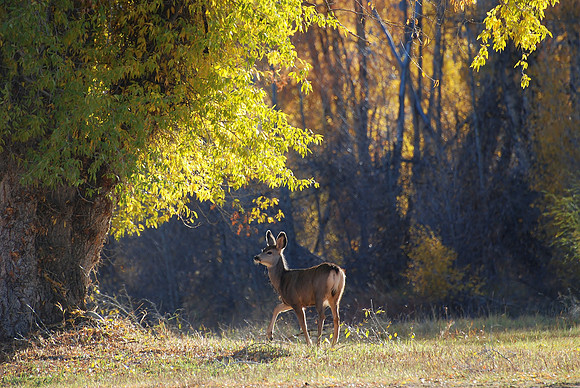 Autumn Grace Doe  _0679