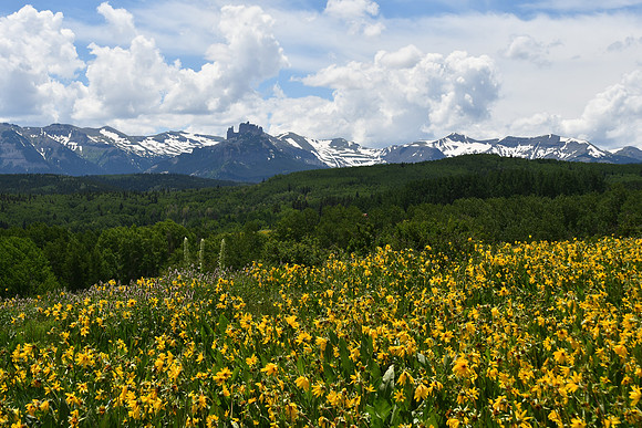 Field of Sunflowers_6043