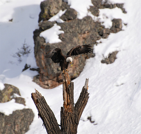 Majestic Bald Eagle 905