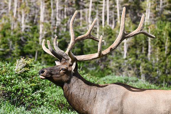 Royal Bull Elk _4027